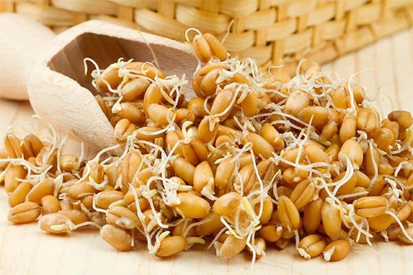 Как похудеть, употребляя в пищу ростки пшеницы