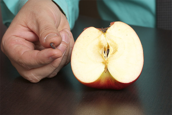 Как правильно употреблять яблочные семена