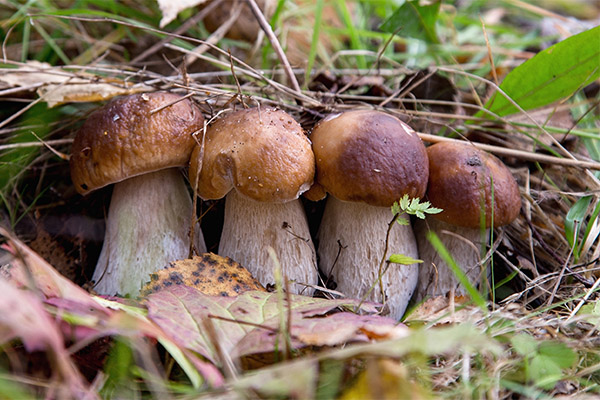 Как выбрать и хранить белые грибы