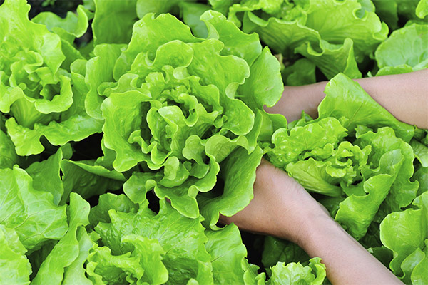 Как выбрать и хранить листовой салат