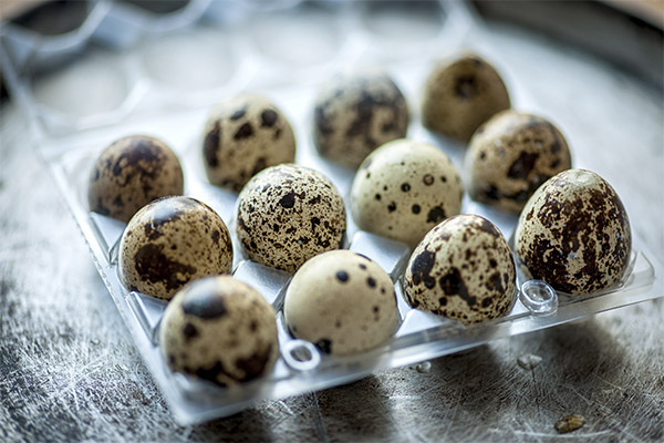 Как выбрать и хранить перепелиные яйца