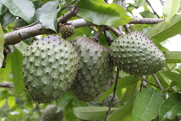 Лечебные свойства фрукта гуанабана