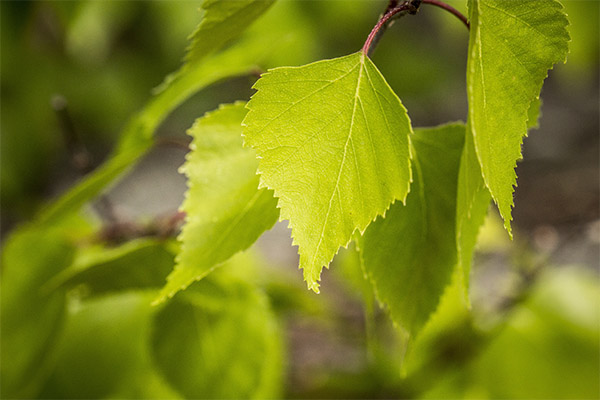 Лечебные свойства листьев березы