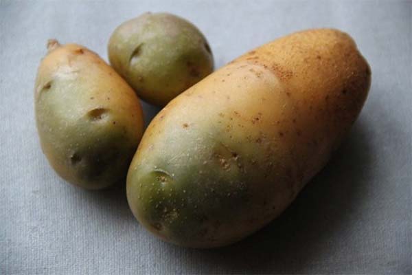Можно ли курам давать зеленую картошку