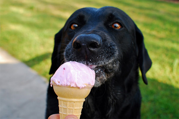 Можно ли животным давать мороженое