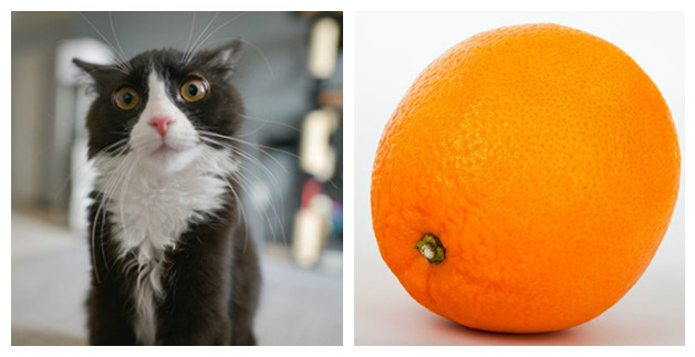 апельсины помогут отучить кошку прыгать на стол