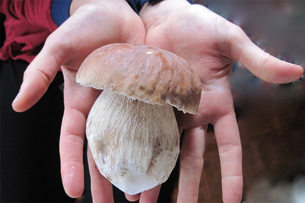 Полезные свойства белого гриба