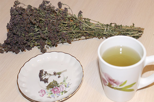 Полезные свойства чая из душицы