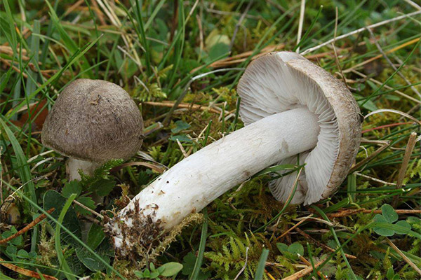 Полезные свойства гриба рядовка
