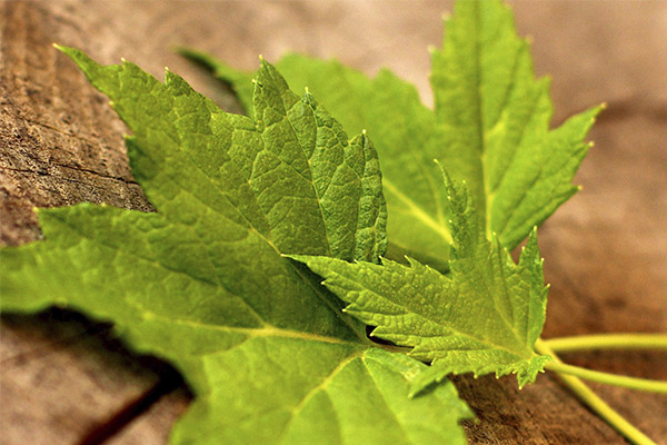Полезные свойства листьев красной смородины