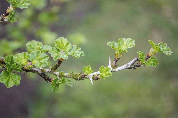 Полезные свойства листьев крыжовника