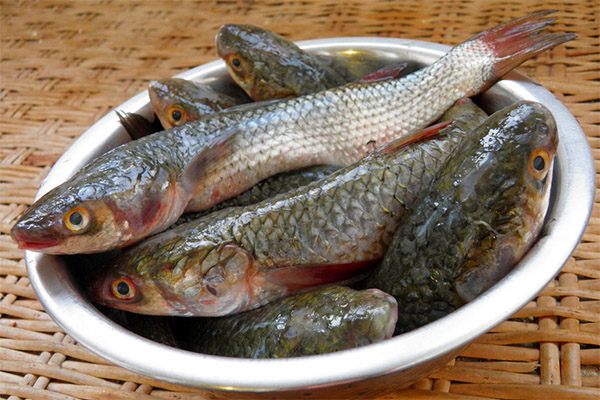 Полезные свойства рыбы кефаль