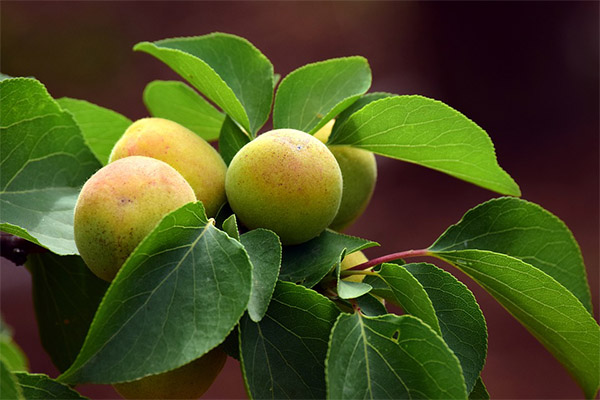 Польза и применение листьев абрикоса