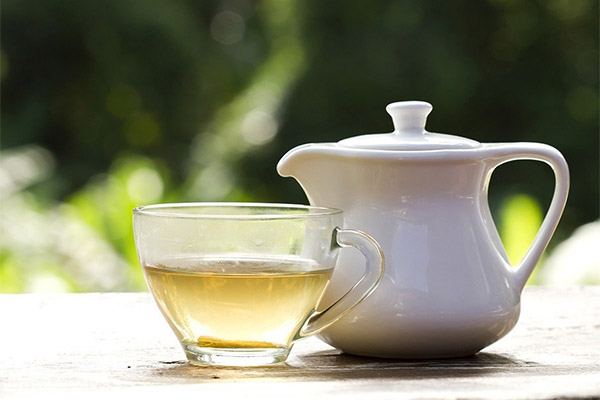 Польза и вред белого чая