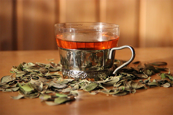 Польза и вред чая из листьев брусники