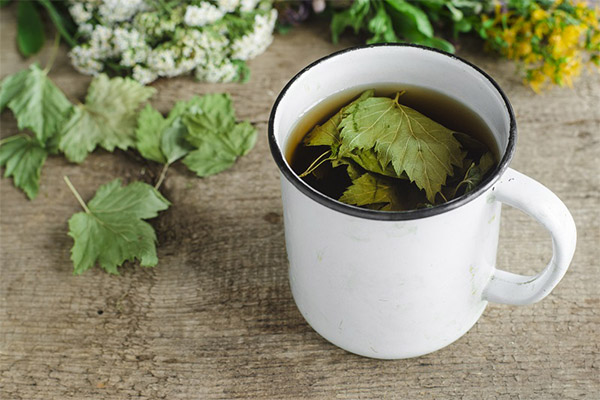 Польза и вред чая из листьев смородины