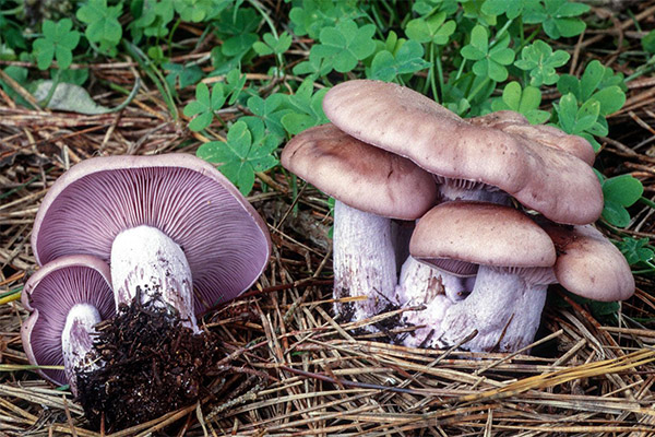 Польза и вред грибов рядовок