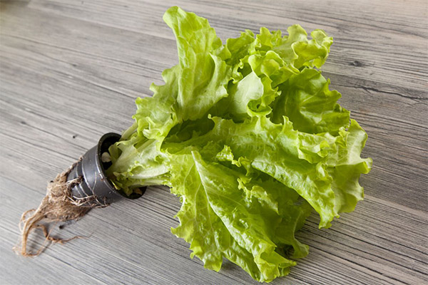 Польза и вред листового салата