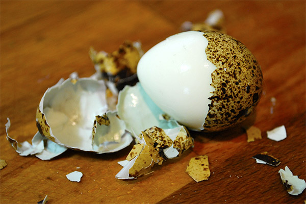 Польза и вред скорлупы перепелиных яиц