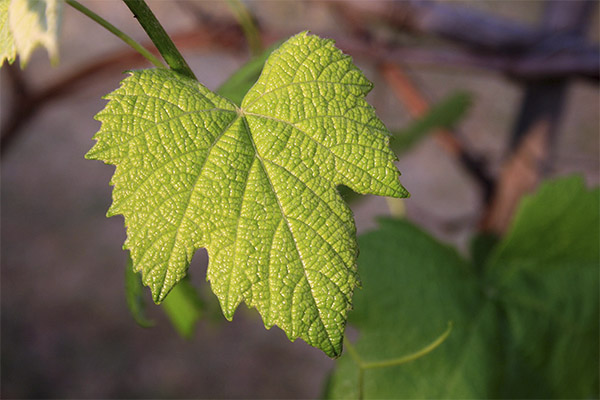 Применение виноградных листьев в косметологии