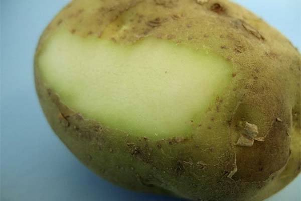 Признаки отравления зеленым картофелем у человека