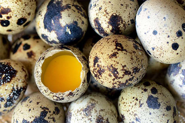 Проверка на свежесть перепелиных яиц