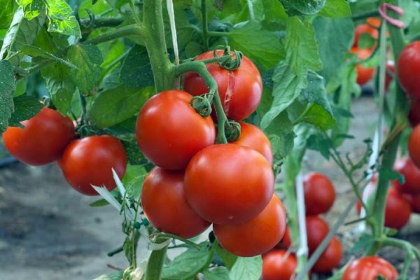 tomato for harvest big