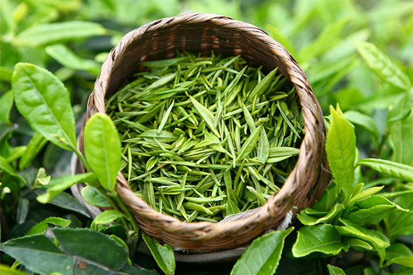 Зеленый чай в медицине